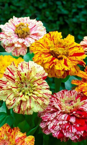 Цинния КАН КАН изящная