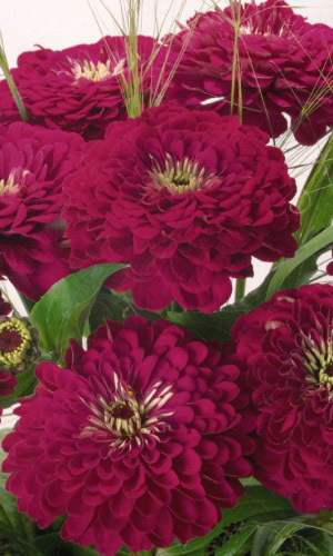 Цинния ВИШНЁВАЯ КОРОЛЕВА изящная