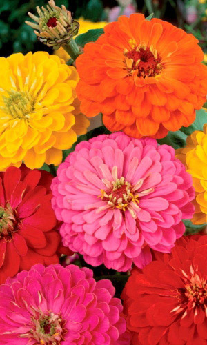 Цинния КАВКАЗСКИЕ КРАСАВИЦЫ