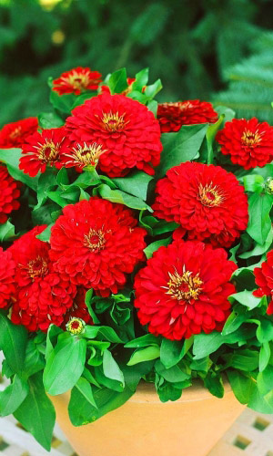 Цинния лилипут КРАСНАЯ