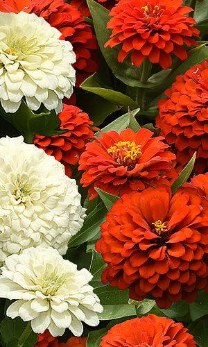 Цинния МАТРЁШКА