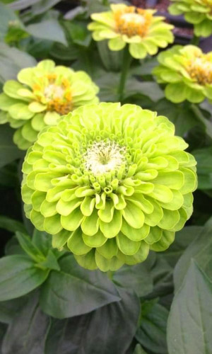 Цинния ЗЕЛЁНЫЙ ПРИНЦ