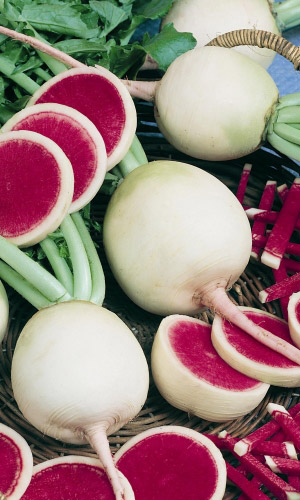 Дайкон САХАРНАЯ РОЗА