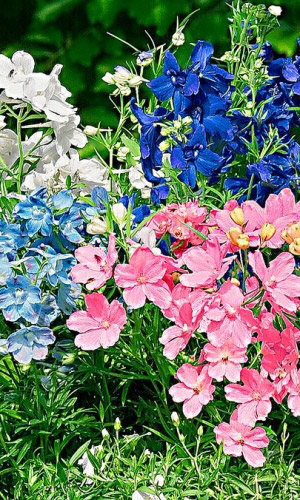 Дельфиниум БАТТЕРФЛЯЙ МИКС