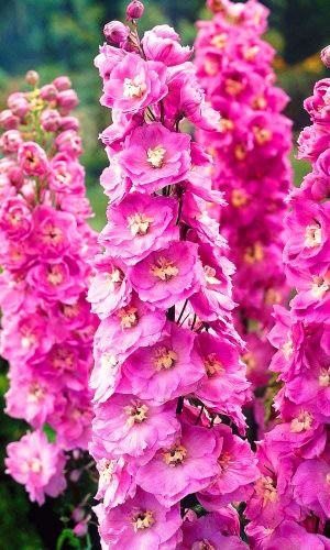 Дельфиниум РОЗОВАЯ БАБОЧКА &mdash; Яркая окраска крупных соцветий!