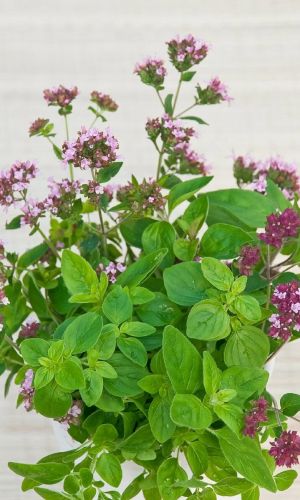 Душица (орегано) ФЕЯ