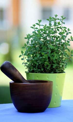 Душица (оригано) ХУТОРЯНКА — Необычайное сочетание аромата и целебных свойств! Отличная приправа!