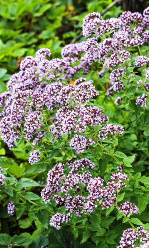 Душица СЕВЕРНОЕ СИЯНИЕ