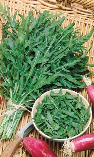 Двурядник тонколистный ЭЙФОРИЯ