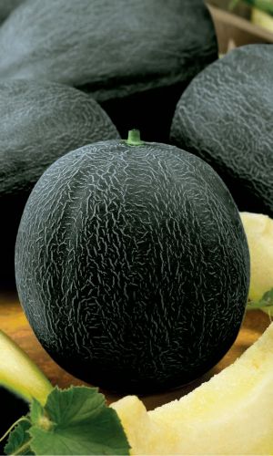 Дыня ЧЁРНЫЙ ПРИНЦ