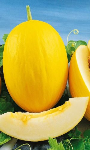 Дыня ОРИГИНАЛЬНАЯ