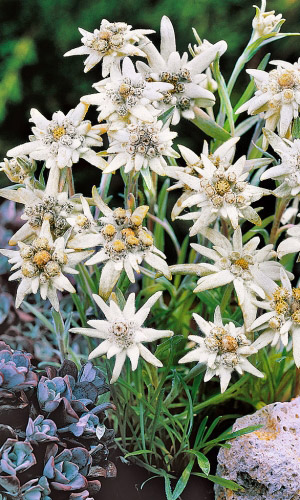 Эдельвейс АЛЬПИЙСКИЙ