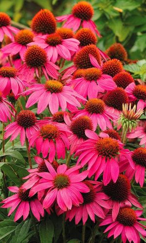 Эхинацея ПУРПУРНАЯ КОРОЛЕВА