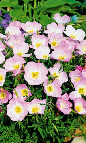 Энотера ВЕЧЕРНЯЯ РОЗА &mdash; Нежный летний аромат!