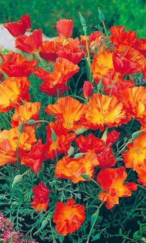 Эшшольция ФИЕСТА