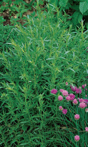 Эстрагон ГРИБОВСКИЙ — Растение - целитель! Многолетник! Лучшая пряность для засолки!