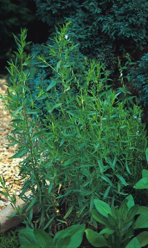 Эстрагон (тархун) ЗЕЛЁНЫЙ ДОЛ — Морозостойкий! Незаменимая приправа! Улучшает пищеварение! Можно выращивать дома!