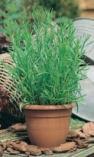 Эстрагон ТАРХУН