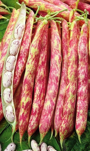 Фасоль БАРЛОТТО