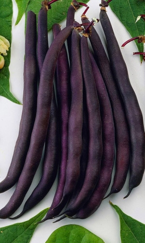 Фасоль ТЁМНАЯ НОЧЬ