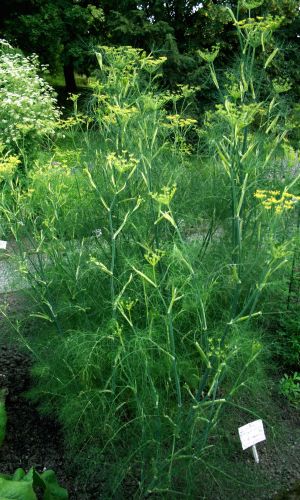 Фенхель (сладкий укроп) ОСЕННИЙ КРАСАВЕЦ