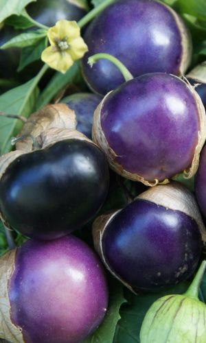 Физалис СЛИВОВЫЙ ДЖЕМ