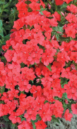 Флокс ГУСТОЙ КРАСНЫЙ