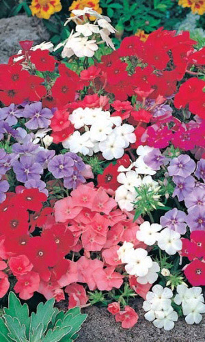 Флокс КРАСИВЫЙ ГНОМ