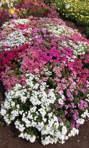 Флокс ЗВЕЗДОЧЁТ