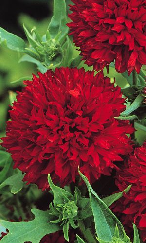 Гайлардия САНШАЙН КРАСНАЯ