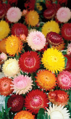 Гелихризум ШВЕЙЦАРСКИЕ ГИГАНТЫ