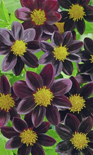 Георгина ЧЁРНАЯ КРАСАВИЦА