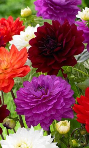 Георгина декоративная ПЭППИ