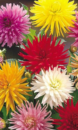 Георгина КАКТУС СМЕСЬ