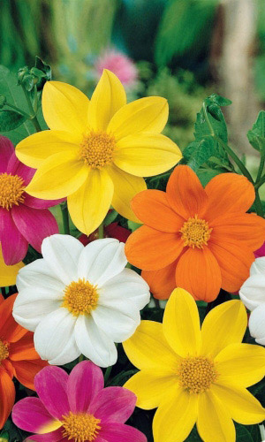 Георгина МИГОН МИКС