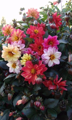 Георгина ВОТАН