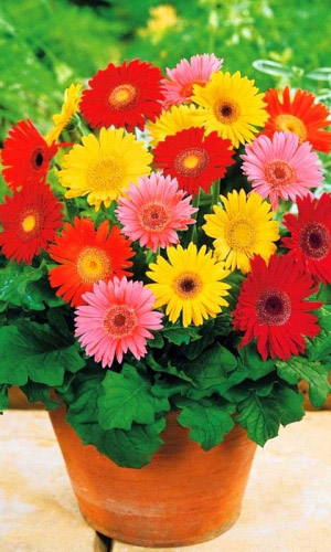 Гербера джемсона СМЕСЬ ОКРАСОК