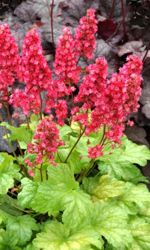 Гейхера БРЕССИНГХЕМ