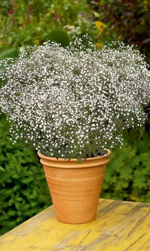 Гипсофила СНЕЖИНКА &mdash; Махровая!