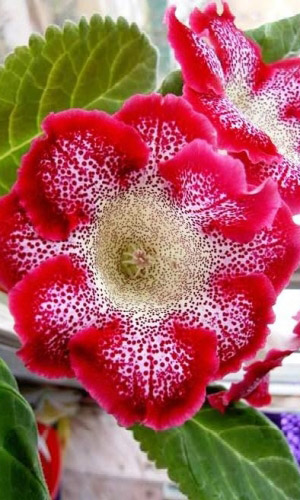 Глоксиния ИМПРЕСС КРАСНЫЕ ЧЕРНИЛА