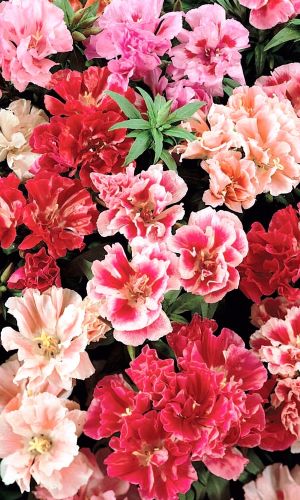 Годеция КОРОЛЕВСКАЯ СМЕСЬ