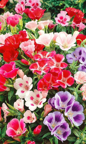 Годеция ПЁСТРАЯ ЛЕНТА