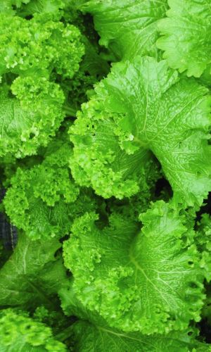 Горчица курчаволистная ОЛИВЬЕ