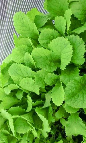 Горчица листовая ЯДРЁНАЯ — Витаминная продукция с ранней весны и до поздней осени!