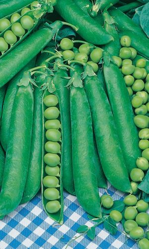 Горох АДАГУМСКИЙ