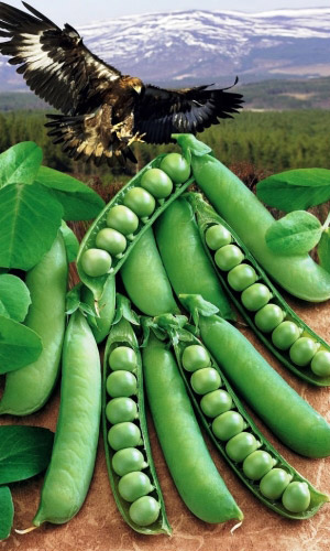 Горох БЕРКУТ