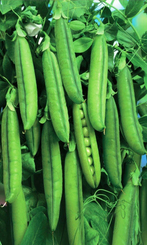 Горох КАСКАДНЫЙ