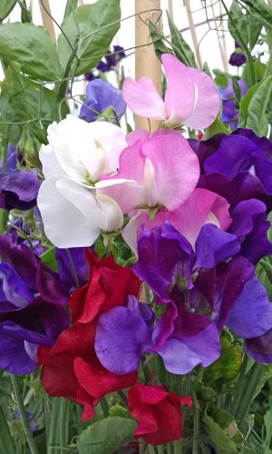 Горошек душистый КОРОЛЕВСКАЯ СЕМЬЯ