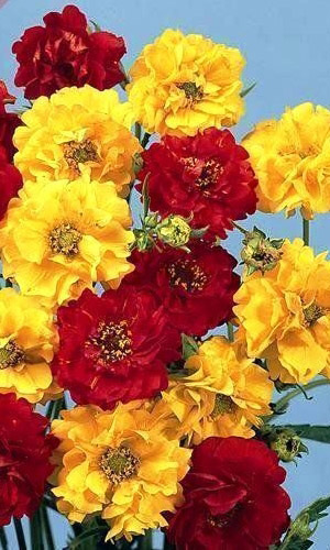 Гравилат чилийский СМЕСЬ ОКРАСОК &mdash; Живописные огоньки!