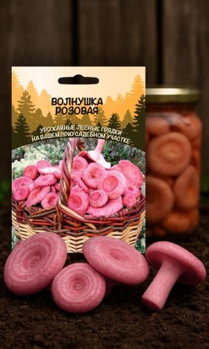 Грибы ВОЛНУШКА РОЗОВАЯ